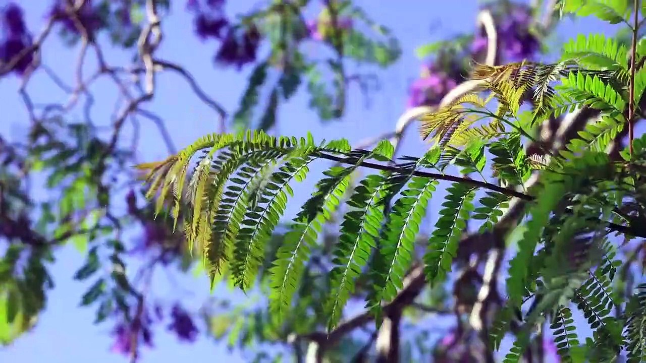 Australia Nature Full HD Video