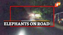 Massive Elephant Herd Blocks Road In Athagarh, Cuttack