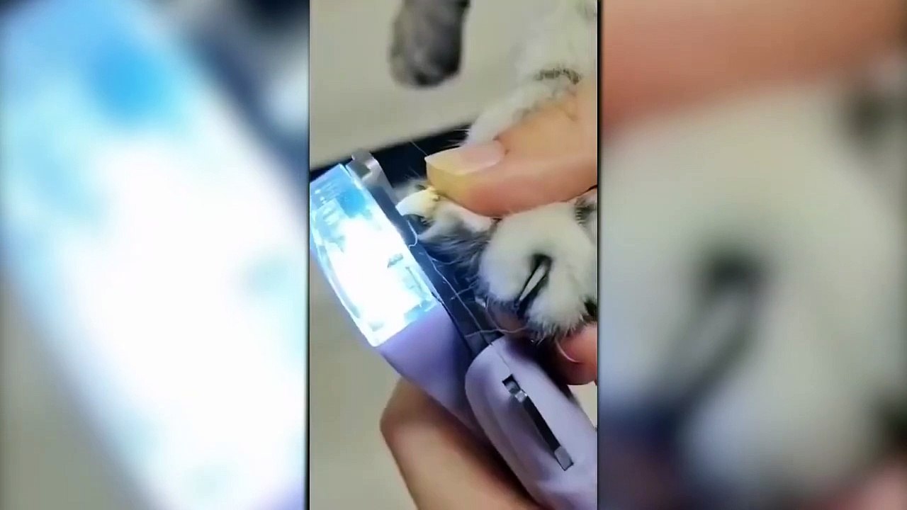 Funny Cats Life Compilation  most funny video