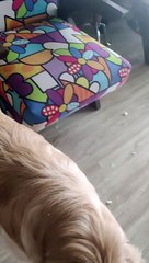 Puppy Makes a Mess, Then Promptly Falls Asleep