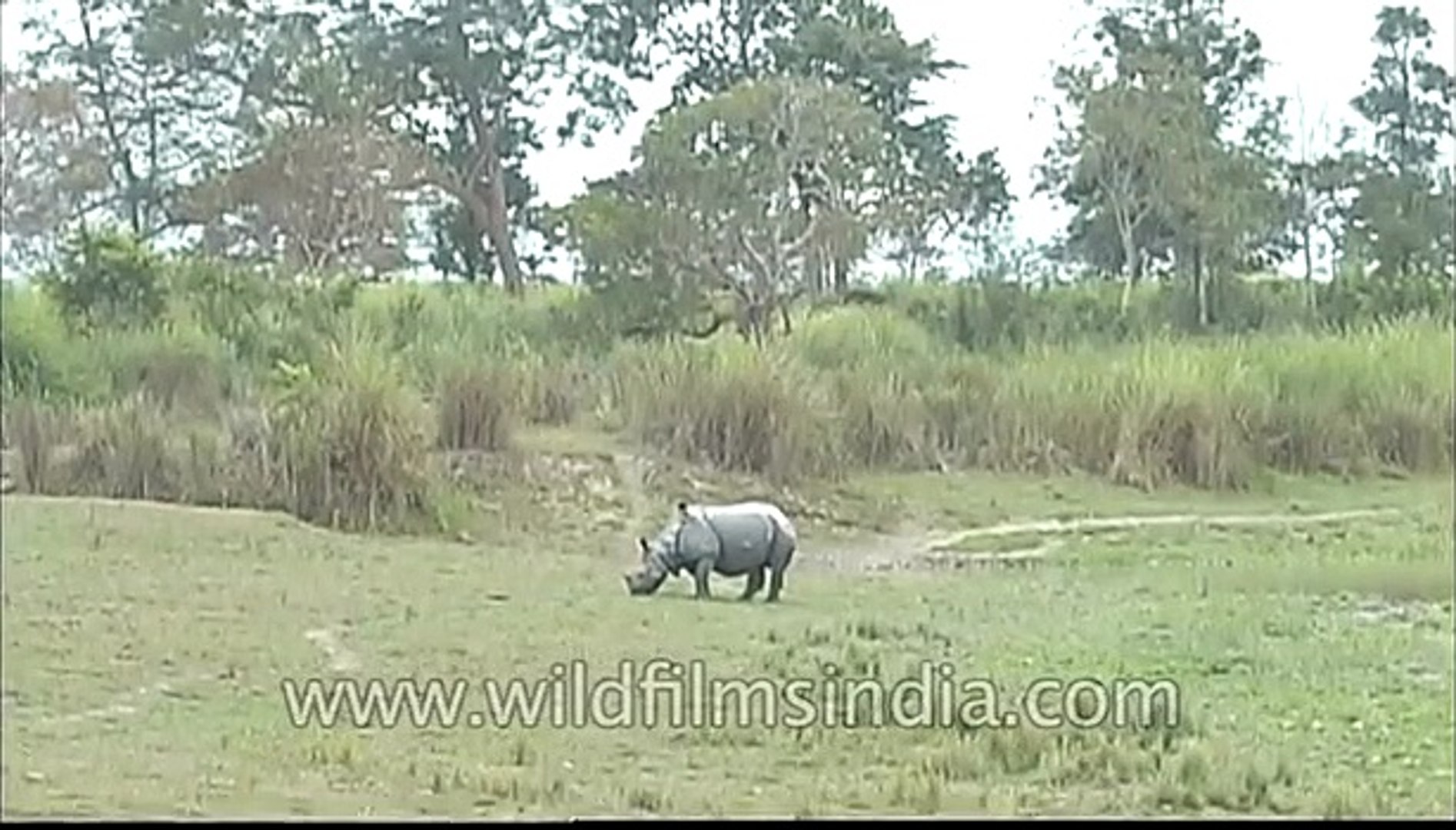 Bird feeding on a Rhino, Kaziranga - video Dailymotion