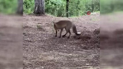 Pikniğe giden aileye tilki sürprizi