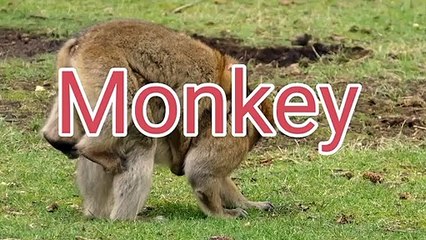 Animals Music Monkey Video. Relaxing And Meditation & deep Slipping & Study Relief.