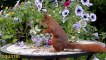 The Squirrel Wildlife. Garden of the Beautiful Nature Scenery &Relaxing Music video