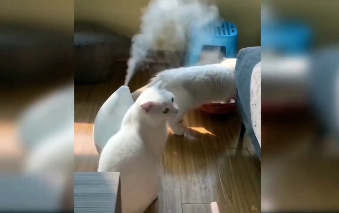 CAT EVERY FANNY MOMENT