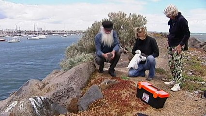 Research program to learn more about Melbourne population of penguins