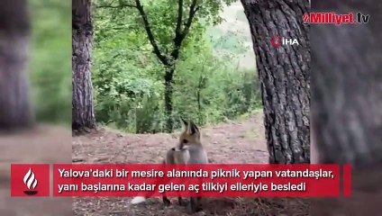 Yalova’da aç tilkiyi elleriyle beslediler