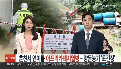 춘천서 연이틀 아프리카돼지열병…양돈농가 '초긴장'