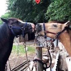 Horse ! Cute And funny horse Videos Compilation cute moment 2022