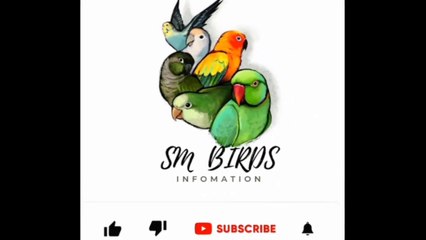 budgies parrots cage cahnge, hindi urdu,