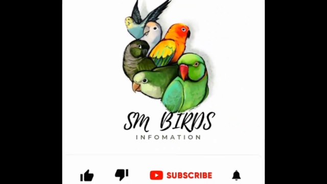 budgies parrots cage cahnge, hindi urdu,