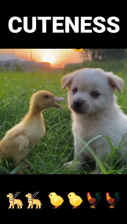 Cuteness