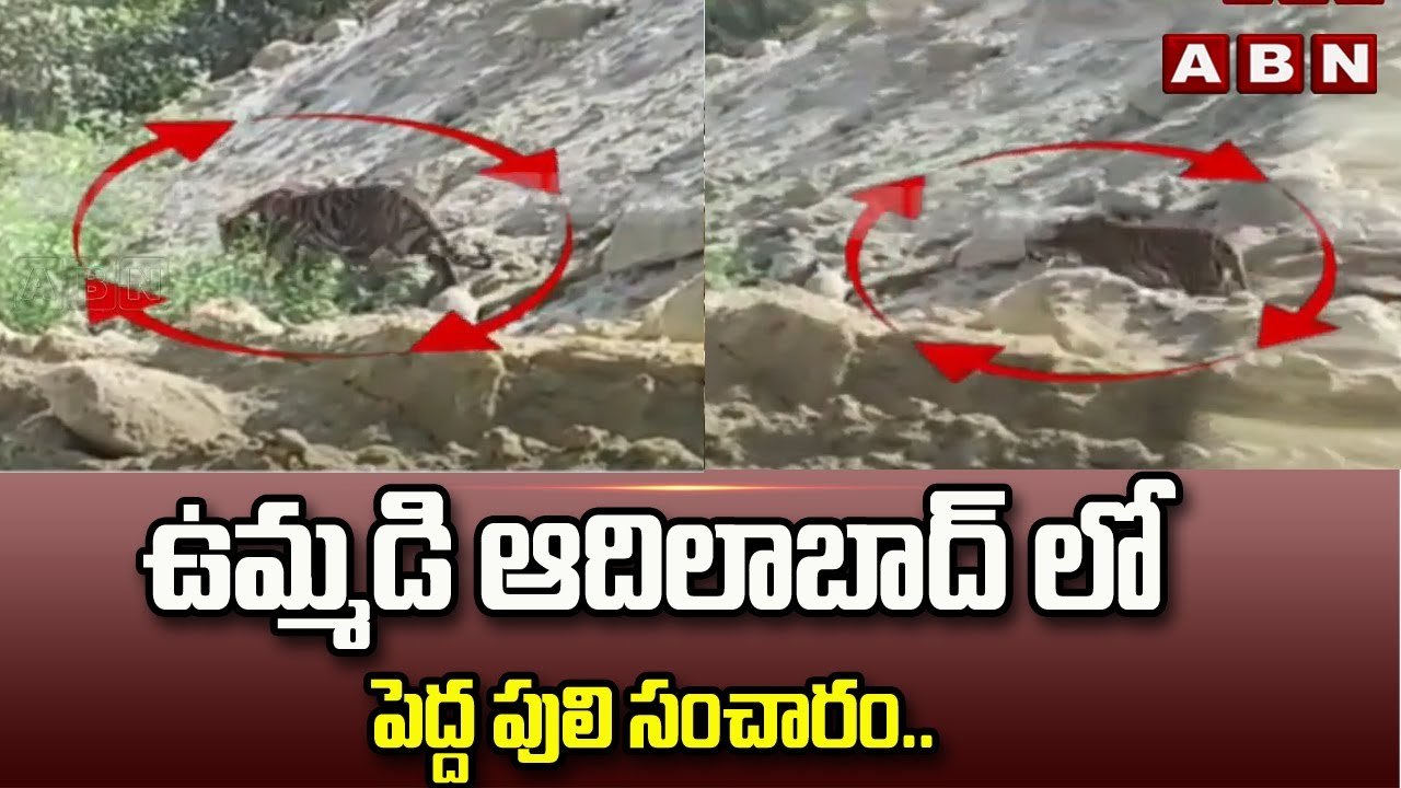 ఉమ్మడి ఆదిలాబాద్ లో పెద్ద పులి సంచారం..||  ABN Telugu