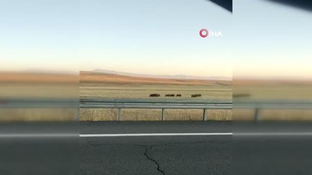 Yiyecek arayan domuz sürüsü böyle görüntülendi