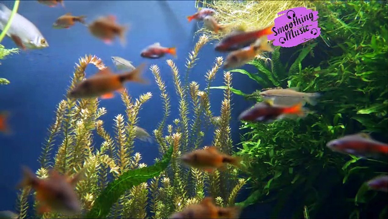 Deep Healing Music, Underwater Relaxation Music, Instant Relief from Stress and Anxiety, Calm Nature