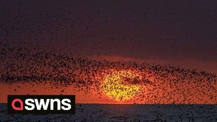 Photographer captures mesmerising sight of thousands of Norfolk wader birds