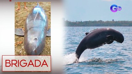 Endangered irrawaddy dolphin, nahuli sa Camarines Sur! | Brigada