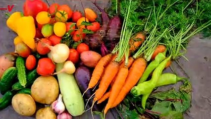 Genetically Modified Purple Tomato ‘Superfruit’ Awaits FDA Distribution Approval