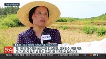 '타들어가는' 중국 최대 곡창지대…쌀 수입 늘려