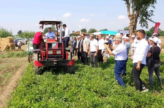 Yerli ve milli Ayşehanım yer fıstığının hasadı başladı