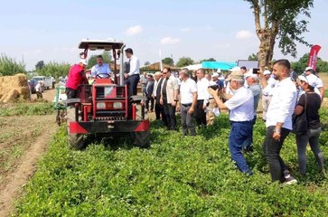 Yerli ve milli "Ayşehanım" yer fıstığının hasadı başladı