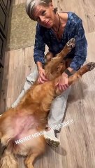 Golden Retriever Enjoys Relaxing Massage