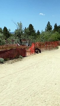 Black Bear Family Climbs Over Fence