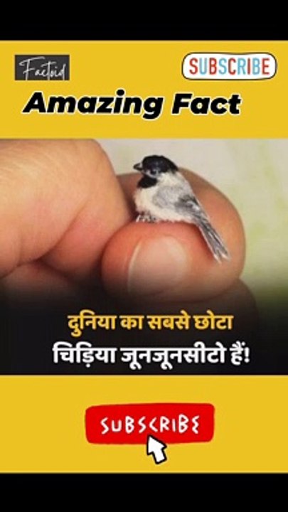 World's Smallest Bird #Fact