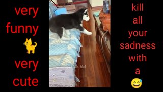 Very funny cat   video | most entertaining video | comedy video