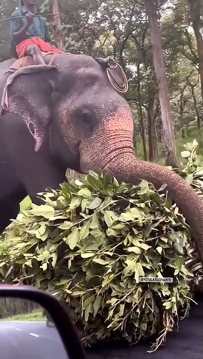 picking up a bundle of leaves from the trunk सुंड से पत्ते का बनंडल उठाते