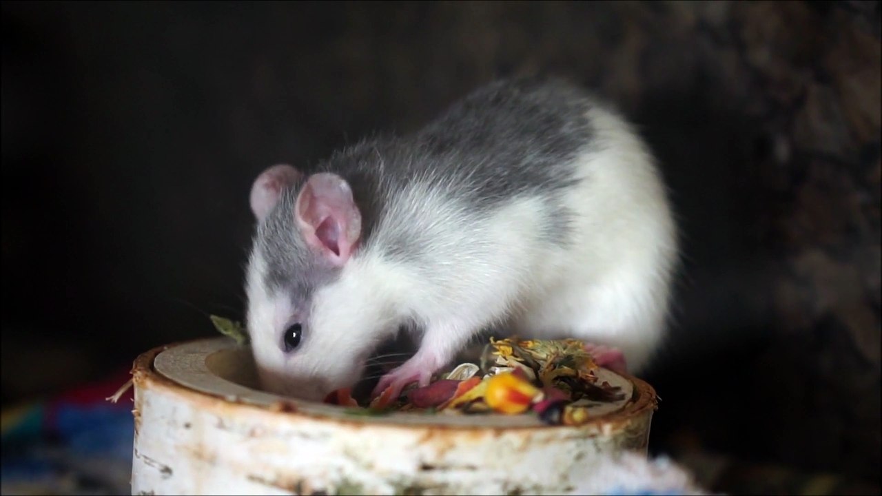 Hungry Rat