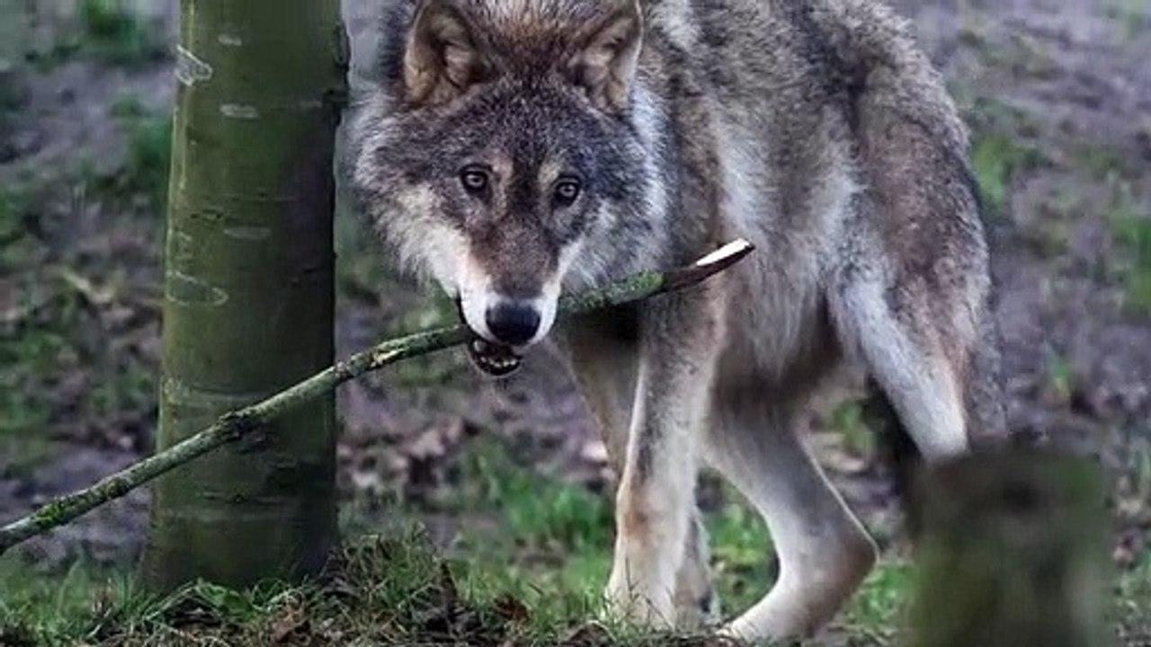 Stick for u