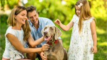 The family’s happy tears as they reunite with their beloved dog after months apart (VIDEO)