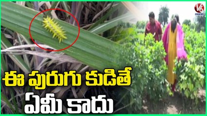 Special Report On Caterpillar Worm | Adilabad | V6 News