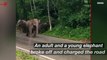 Watch This Terrifying Video of the Moment Elephants Started Chasing Passersby Down a Road