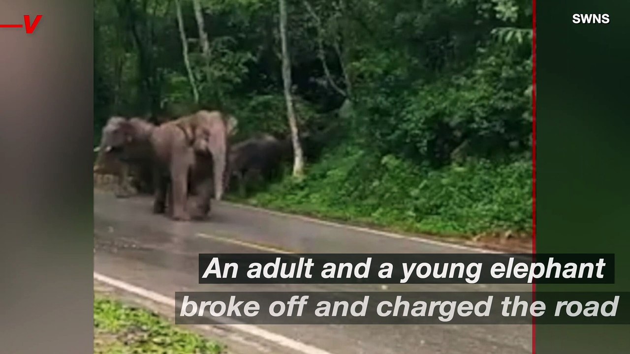 Watch This Terrifying Video of the Moment Elephants Started Chasing Passersby Down a Road