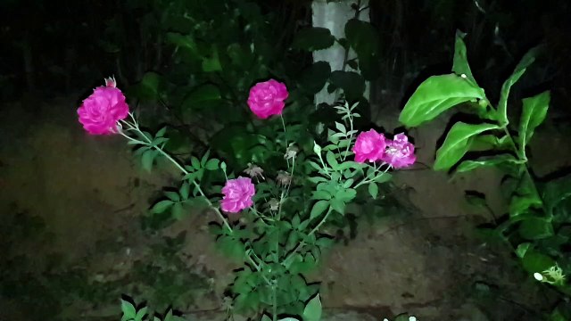Beautiful neutral rose flowers view in the night ,dancing rose flower