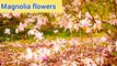 Amazing flowers of Magnolia|Amazing beautiful flowers of Magnolia plant