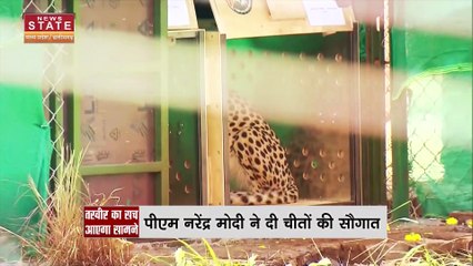 Madhya Pradesh News : PM मोदी ने अपने 72वें जन्मदिन पर MP को चीतों की सौगात दी | Cheetah |