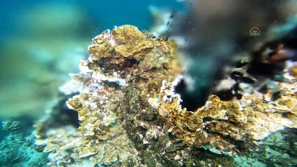 Van Gölü'nde 32,2 metre uzunluğunda mikrobiyalit görüntülendi