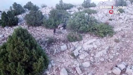 Anne ve yavru ayıların kameraya yansıyan neşeli anları belgeselleri aratmadı