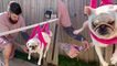 Anxious pug going all crazy in her hammock while owner tries to cut her nails