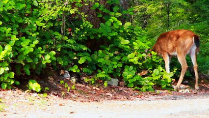 Animals video. Animals funny video. Cat. Dog funny video. Elephant video. Funny video.