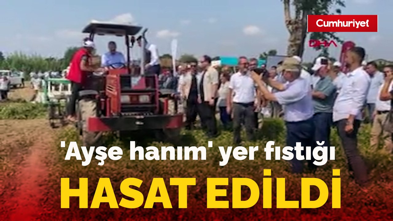 'Ayşe hanım' yer fıstığı hasat edildi