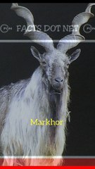 Did You Know? Markhor || FACTS || TRIVIA