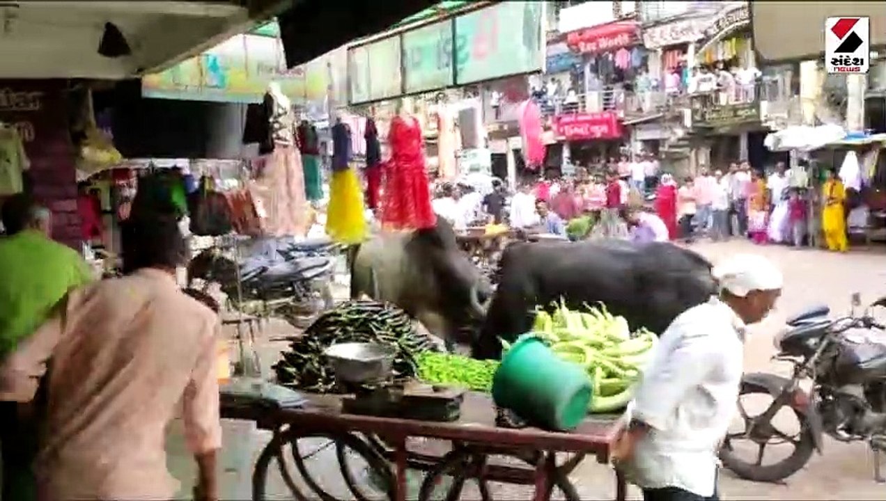 મોડાસા શહેરમાં આખલાઓનો આતંક સામે આવ્યો