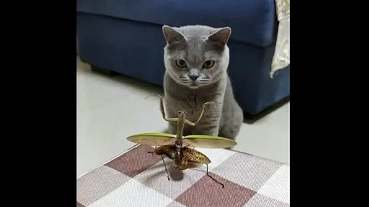chat contre mante religieuse