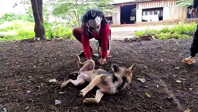 Fake Zombie and Fake Loin Prank to dog Funny Prank Videos I सबसे मजेदार पशु शरारत वीडियो, नवीनतम मास्क के साथ कुत्ता शरारत I おかしな動物のいたずらビデオ、最新のマスクを使った犬のいたずら I funniest animal prank videos, dog prank with latest masks