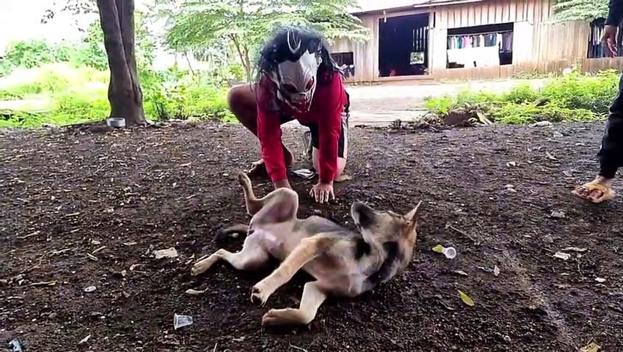 Fake Zombie and Fake Loin Prank to dog Funny Prank Videos I सबसे मजेदार पशु शरारत वीडियो, नवीनतम मास्क के साथ कुत्ता शरारत I おかしな動物のいたずらビデオ、最新のマスクを使った犬のいたずら I funniest animal prank videos, dog prank with latest masks