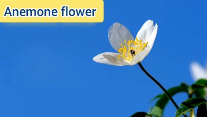 Anemone flower